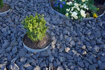 A flower pot with a shrub, buried in the ground covered with stone. Buried in the ground a pot with a plant and a surface decorated with stones