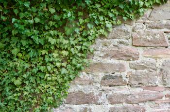 Aged stone block wall and climbing plant. The texture of the wall of stone blocks