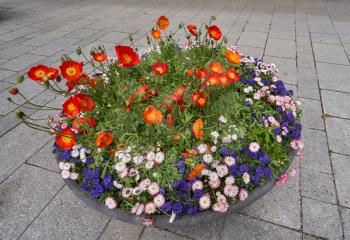 A large round pot of flower beds in a European city with poppy flowers and daisies