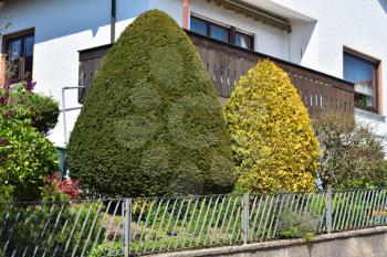 Beautiful and bright Canadian conic spruce in the garden against the background of a house