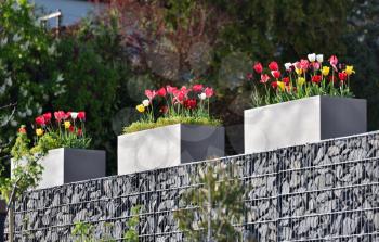 Rectangular grey pots with tulip flowers in the street house garden