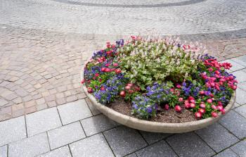 A large round pot of flower beds with daisies flowers and violets on the background of paving slabs