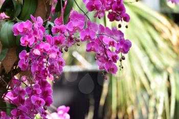 Hanging branch of a bright lilac orchid with text space