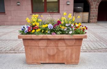 Brown plastic flower pot with flowers of daffodils and violets in the background of the building