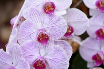 Branch with flowers of a bright lilac orchid close-up. The concept of aromas and beauty