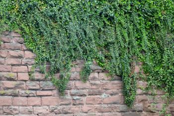 Aged stone block wall and climbing plant. The texture of the wall of stone blocks