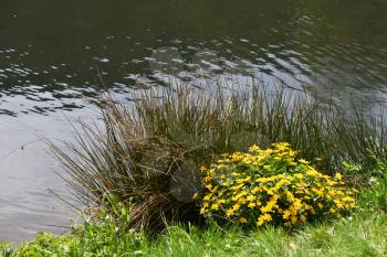 Bush of grass with yellow flowers near the pond