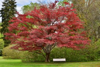 Japanese red maple tree in a public park and white bench