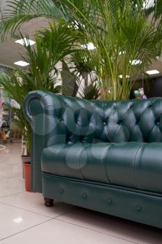 A place to relax or waiting area, the Chester leather green sofa and large indoor plants are on the floor. Leather sofa andhome plants, palm trees and dracaena