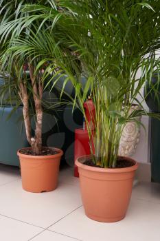 Big palm tree grows in a brown pot indoors