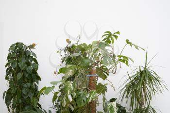 Large indoor plants against a white wall. monstera, dracaena and Anredera