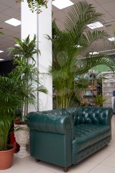 A place to relax or waiting area, the Chester leather green sofa and large indoor plants are on the floor. Leather sofa andhome plants, palm trees and dracaena