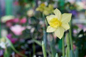 Yellow daffodil, close-up on blurred background in flower shop