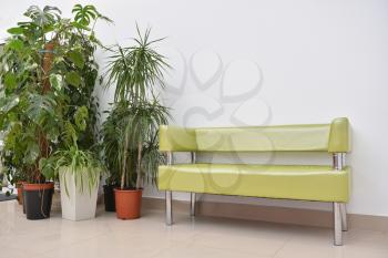 A beautiful place to relax or wait, a golden sofa and large indoor plants and flowers stand side by side on the floor. Sofa and potted plants monstera, dracaena, pandanus and Anredera.