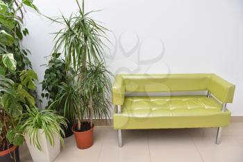 A beautiful place to relax or wait, a golden sofa and large indoor plants and flowers stand side by side on the floor. Sofa and potted plants monstera, dracaena, pandanus and Anredera.