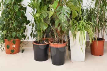 Large indoor plants stand on the floor of a tile against the background of a white wall. Potted plants on a white wall, monstera, dracaena, pandanus and Anredera