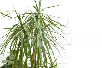 Large leaves of the home plant of dracaena against a white wall.