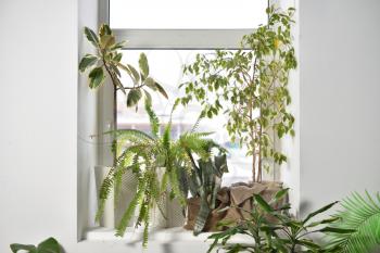 Large indoor plants stand on the window, fern, ficus, Aechmea