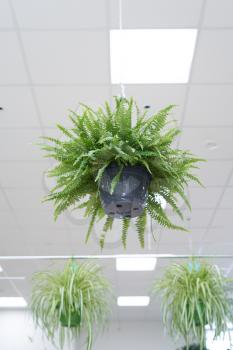 Plant fern with chains suspended from the ceiling in the room