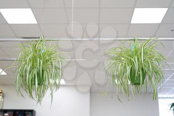 Plant pandanus with chains suspended from the ceiling in the room