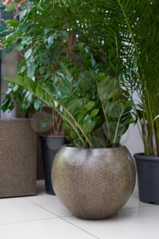 Zamioculcas plant in a round pot stands on a tiled floor indoors