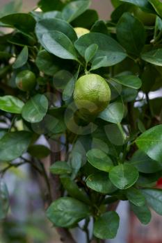 Home plants citrus small Calamondin like a tangerine tree