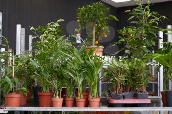 Plants palm tree chamaedorea, areca and ficus grows in a brown pot in a flower shop