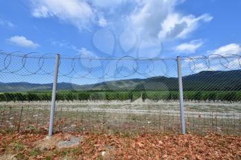 Fence from the grid encloses the vine field next to the mountains.