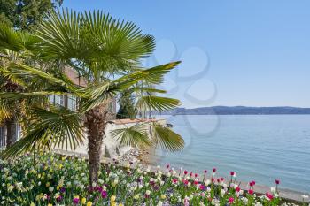 Beautiful palm tree and colorful tulip flowers on the shore of Lake Bodensee in Germany
