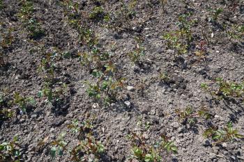 Young and small rose bushes in the ground in spring