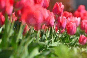 Beautiful red tulips in the home garden on a sunny day with text space