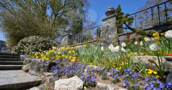 Beautiful and bright flower bed with daffodils along the stairs