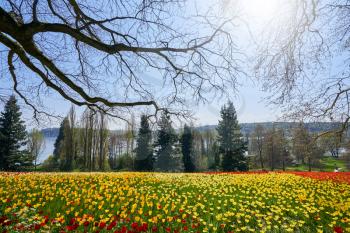 Picturesque landscape with a field of red and yellow tulips and a view of Lake Bodensee