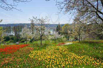 Picturesque landscape with a field of red and yellow tulips in a European park on a sunny day