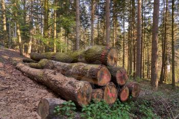 Sawn coniferous trees in the European forest. Large logs of sawn coniferous trees