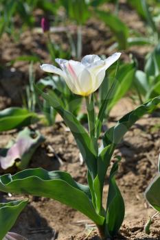 White Tulip growing out of the ground on a sunny day