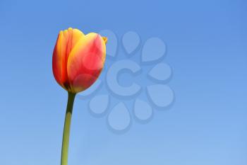 Fresh and bright two-tone yellow-red tulip against a blue sky, with text space