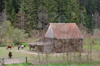 Small wooden stable with horses on a background of a forest in