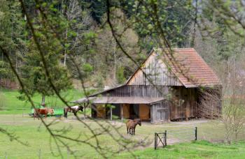 Small wooden stable with horses on a background of a forest in