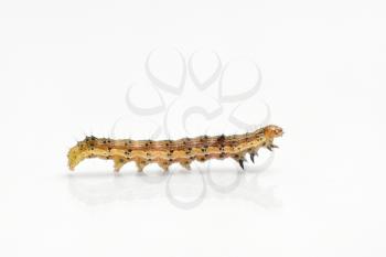 Beautiful caterpillar yellow-brown on a white background with reflection. Side view.