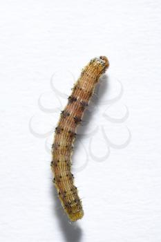 Beautiful caterpillar yellow-brown on a white paper background. View from above.
