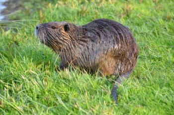 Wet nutria sits in the green grass in a city park