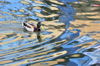 A duck with a black head and gray wings, floating on the river.