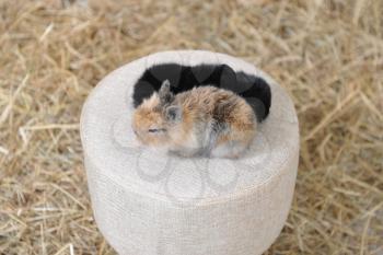 Two little rabbits sit on a round soft stool against the background of dry hay.