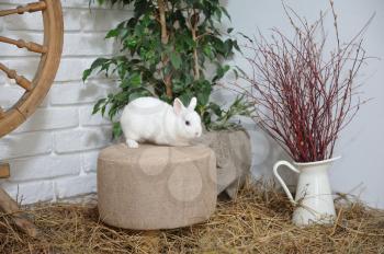A small and curious white rabbit is sitting on a fabric soft stool. Easter holiday, dry hay and decor and cute little rabbit