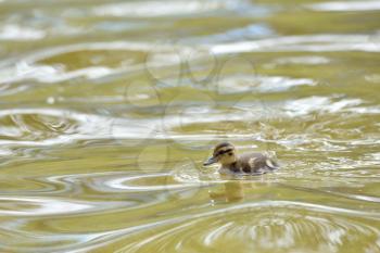 Little duckling swims in a pond with waves. Duckling in the water