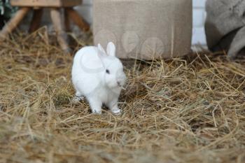 A small and curious white rabbit with blue eyes, jumping over dry hay in a studio with Easter decor. Studio photography