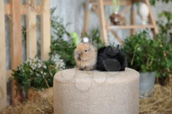 Two little rabbits are sitting on a round soft stool on the background of Easter decorations in a photo studio.