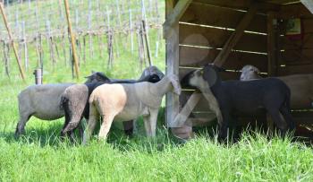 Shorthaired well-groomed lambs stand in a stall