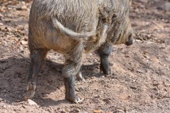 Butt and legs of a big wild boar close up